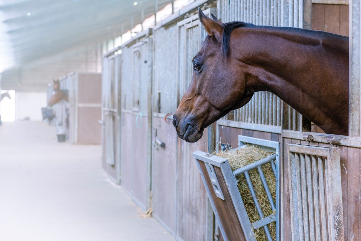 PRODUCT: Easy Hay Slowfeeder van Paco Horse Products