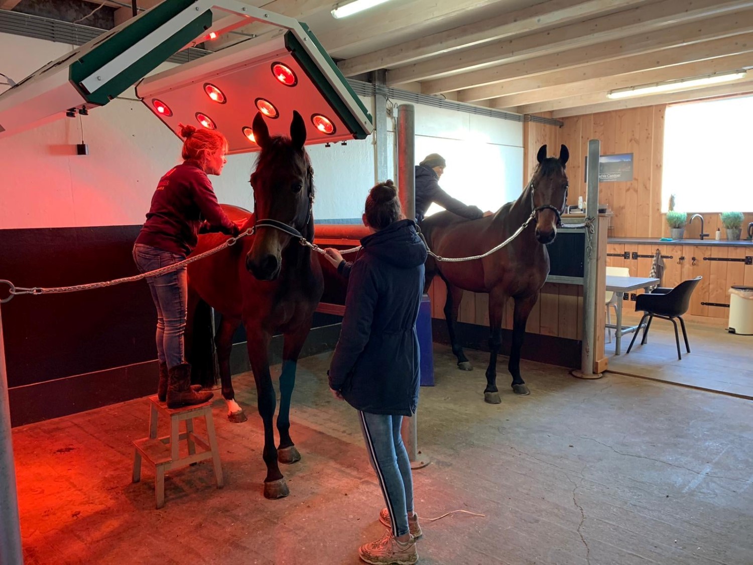 Hoe herken je pijn bij je paard? | Hippisch NT