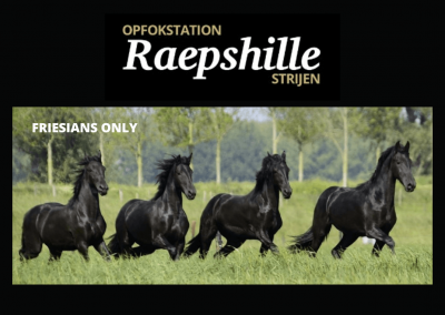 Opfokstation Raepshille, Friese paarden I Brons
