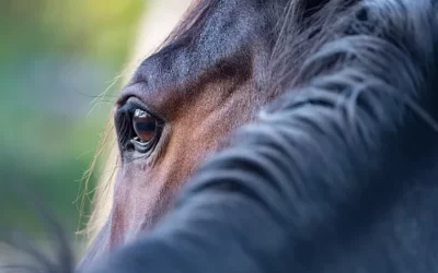 Hippische Monitor: waar staat onze sector nu?